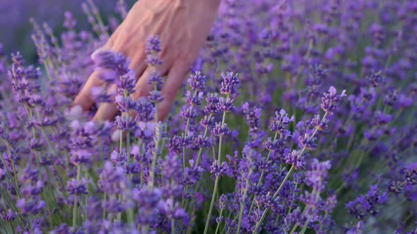 Woman Hand Floats on a Purple Flowering Lavender Bush in the Summer