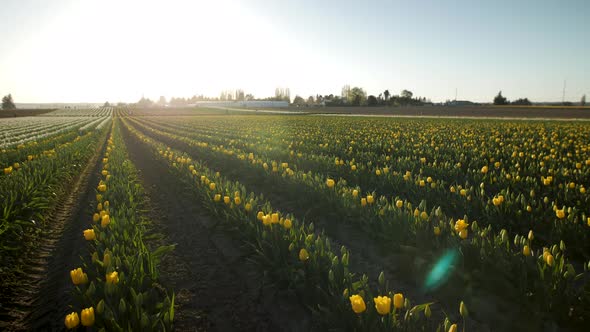 Panning shot of blooming tulip field