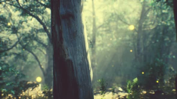 Rays of Sunlight in a Misty Forest in Autumn