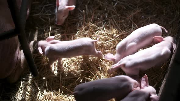 Pigs on Livestock Farm, Pigs Farm, Livestock Farm. Modern Agricultural Pigs Farm