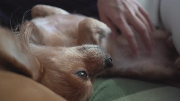 Adorable Funny Longhair Chihuaha Dog Sleeps on Plaid