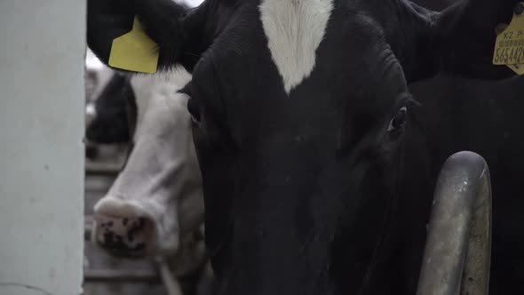 The Cows are Being Prepared for Milking