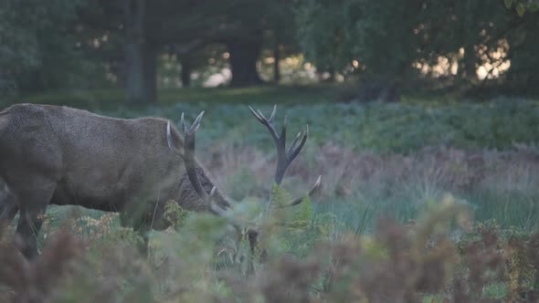 Stag deer eating with cars passing in the background