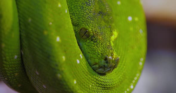 The Green Tree Python Morelia Viridis Is a Species of Snake in the Family Pythonidaesia