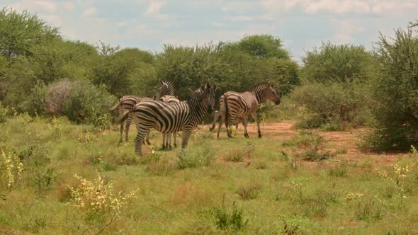 Group Of Zebras