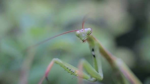 Green Mantis or Mantis on a Green Leaf