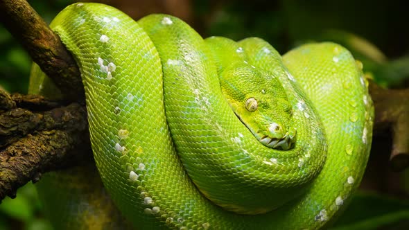 Green tree python profile portrait close up