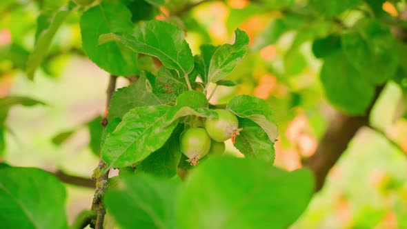 Smooth Slow Camera Parallax Around Green Unripe Apples Hanging on a Tree Closeup with a Blurred