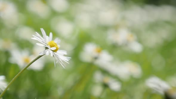 Common daisy in the grass spring background shallow DOF slow-mo 1080p HD  video - Slow motion white 