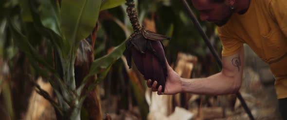 Young man looking at banana plant