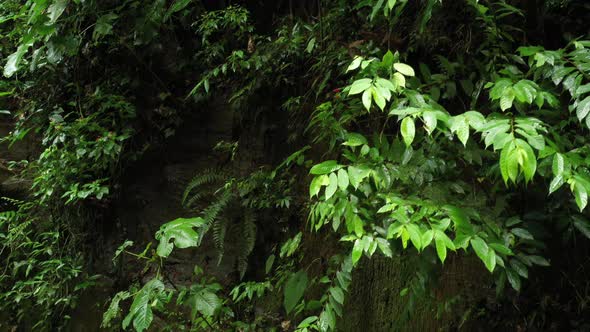 Aerial view that starts at the top of a in moss covered cliff in the tropics 