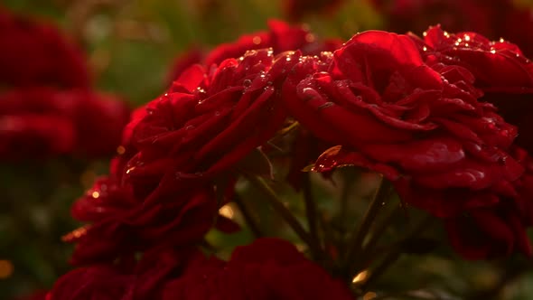 Lush Red Rose Flowers with Crystal Clear Raindrops on Them
