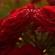 Lush Red Rose Flowers with Crystal Clear Raindrops on Them - VideoHive Item for Sale