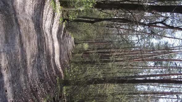 Vertical Video of a Road in the Forest