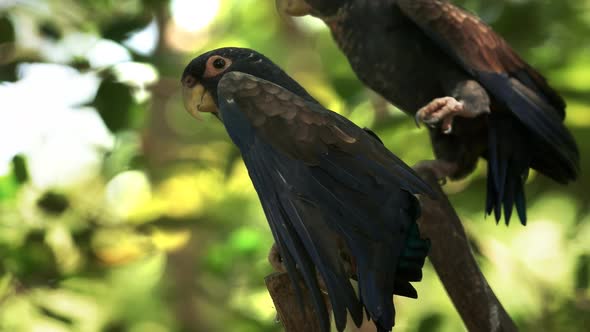 bronze winged parrot close up in ecuador