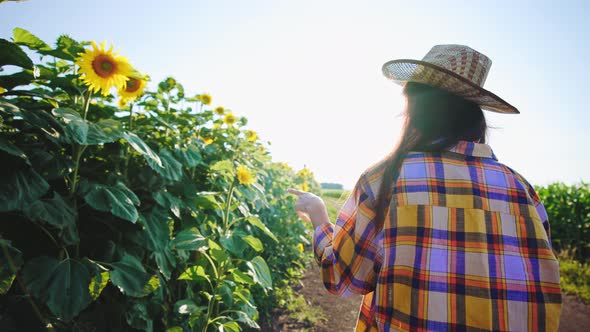 Rear View Young Woman in Straw Hat Walks Along Country Road and Enjoys of Sunflower Field Pointing