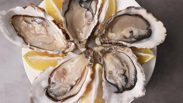 Fresh Oysters 04