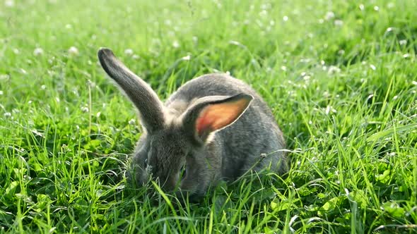 Gray rabbit in green grass, beautiful rabbit
