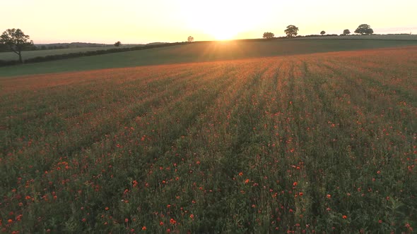 Poppies in a Farm Field at Sunset