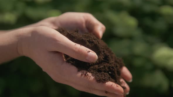 Soil Cultivated Dirt, Earth, Ground, Agriculture Land Background Nurturing Baby Plant on Hand.