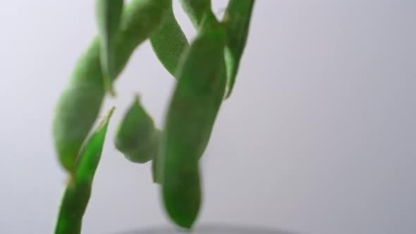 Camera follows cooking edamame beans in boiling water. Slow Motion.