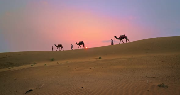 Indian Cameleers (Camel Driver) Bedouin with Camels in Sand Dunes of Thar Desert on Sunset. Caravan