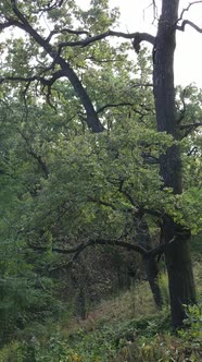 Aerial View of Green Forest in Summer