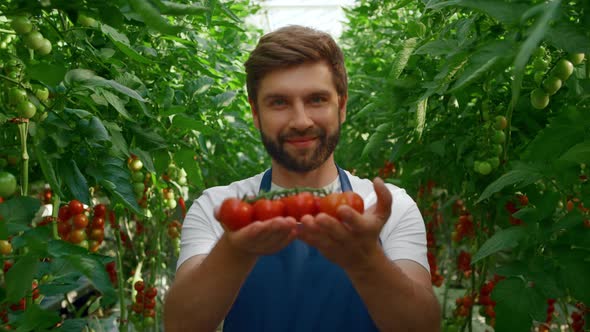 Farmer Demonstrating Tomatoes Harvest in Organic Farmland Greenhouse Smiling