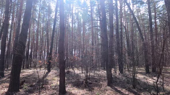 Inside a Pine Forest By Day Slow Motion