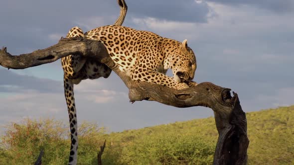 Leopard Feeding In Africa