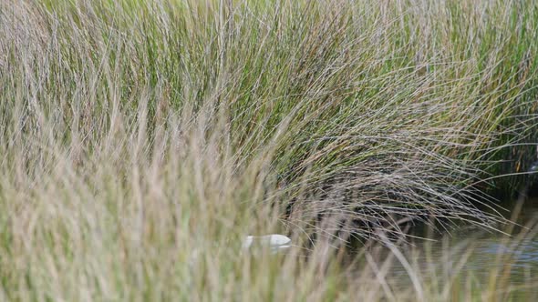 Great Egret behind grasses strikes and catches a red drum fish