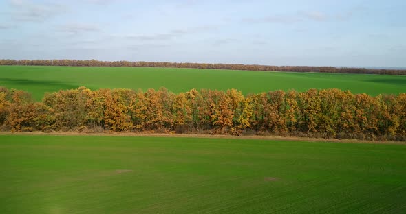 Aerial View of the Large Wheat Field in Autumn