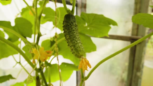 Young Fresh Green Cucumber with Pimples Grows and Ripens in a Greenhouse Closeup