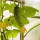 Young Fresh Green Cucumber with Pimples Grows and Ripens in a Greenhouse Closeup - VideoHive Item for Sale