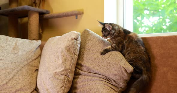 Funny Curious Classic Black Tabby Young Maine Coon Kitten Cat Jumps On Home Sofa And Plays With Toy