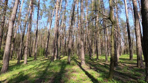 Walking Through the Forest with Pine Trees During the Day POV Slow Motion