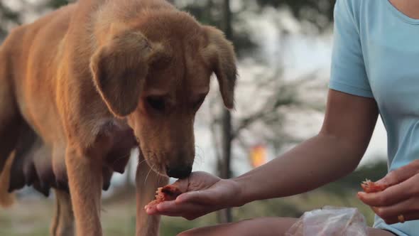 Close up shot of a woman sharing chicken meat and bones to a homeless mongrel dog in the garden.