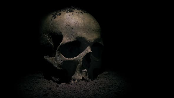 Old Skull Is Revealed By Digging Through Soil Above