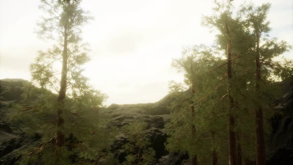 Fog and Pine Trees on Rugged Mountainside and Coming Storm