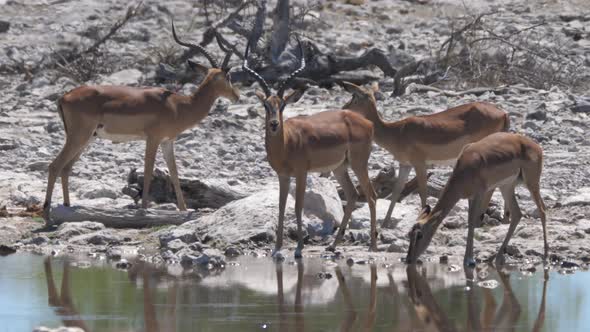 Herd of Impala around a pond