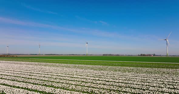 Field of White tulips under spinning windmills and blue sky in northern Holland.