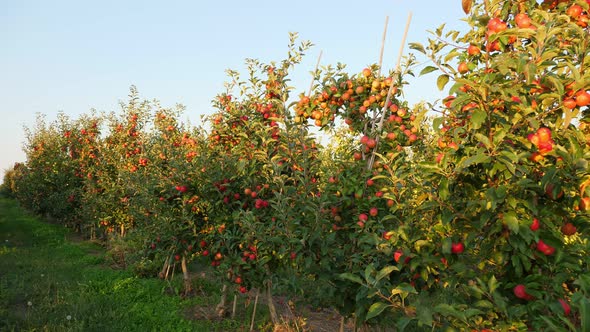 Apple Garden