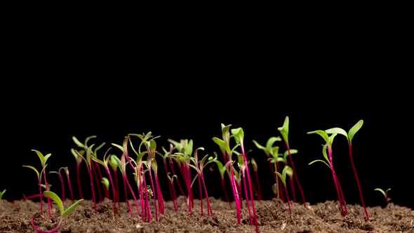 Time Lapse of Growth Beetroot Salad Plants