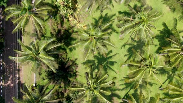 Top view coconut palm trees in Magelang city park, Java Indonesia on sunny day