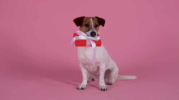 Jack Russell Sits with a Gift Box in His Teeth Then Runs Off with It