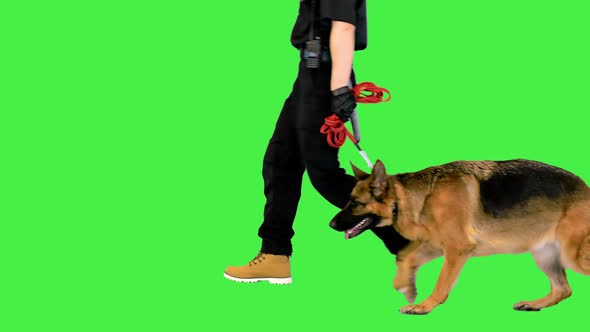 Policeman in Uniform Walks with Sheepdog on a Leash on a Green Screen Chroma Key