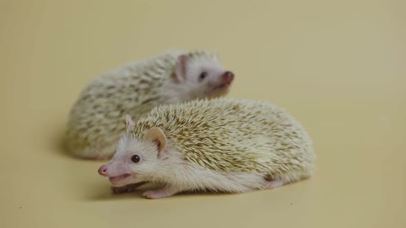 Two African Whitebellied Hedgehogs Chew Food in the Studio on a White Background