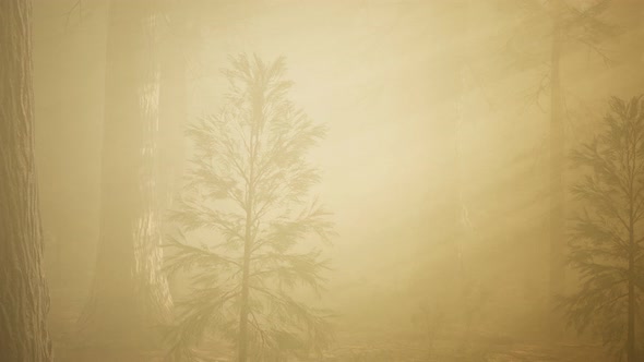 Autumn Forest and Trees in Morning Fog