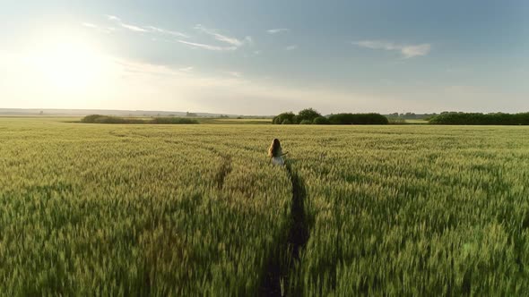 Girl Walking in Wheat Field at Sunset, Aerial View