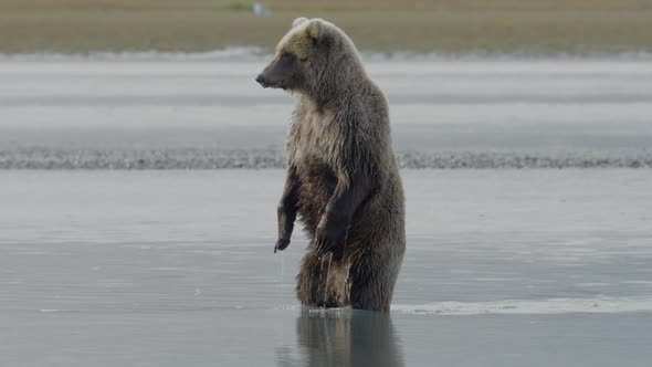 Grizzly Bear Standing Upright In Water